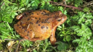 BBC - Frog at Colwick Woods ©Chris Golightly.jpg